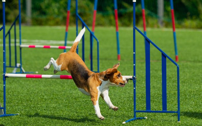 어질리티 놀이 이미지