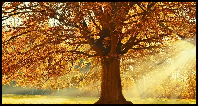 내장산 케이블카 예약방법, 요금, 주차장 정보 (+ 산행코스 )