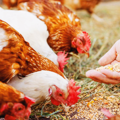 육계 조류독감 관련주 대장주 테마주 TOP5