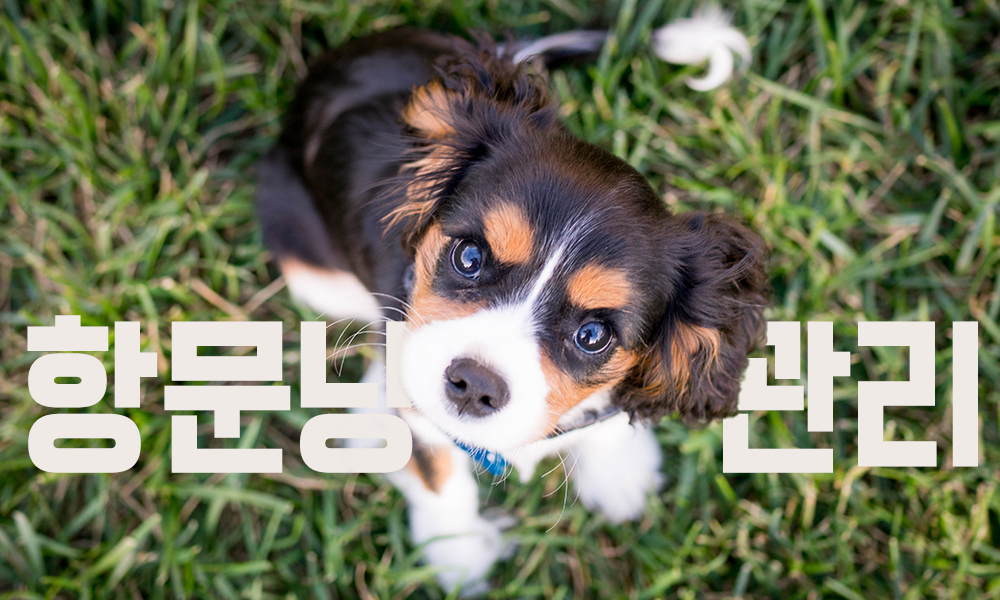 강아지-항문낭