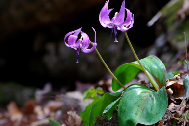 화담숲-예약하기