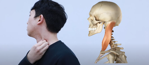 목, 어깨 담 걸렸을 때 빨리 푸는 법 스트레칭 4가지