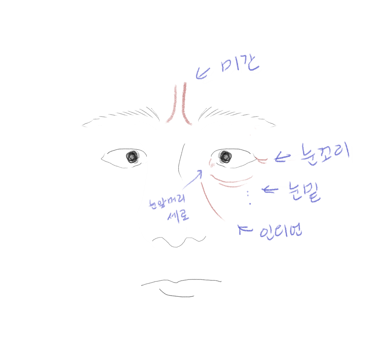눈가주름 설명그림