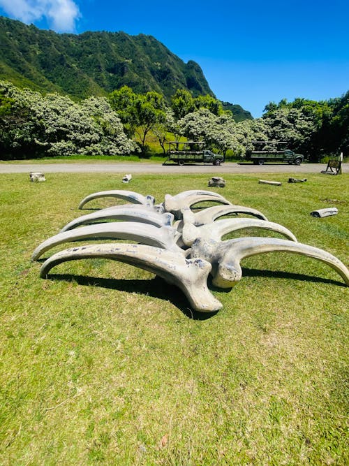 인공관절치환술 직업병