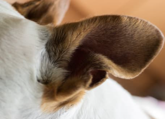 강아지 귀 진드기 검은 찌꺼기 원인, 증상 및 치료법