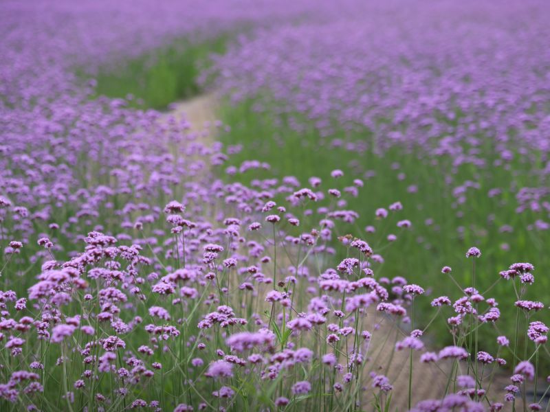황룡강생태정원