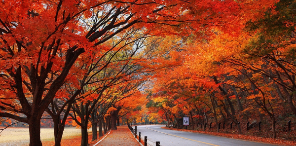 11월 늦가을 단풍명소, 국내 여행지 등산코스 3곳 추천 명지산 내장산 백두대간식물원