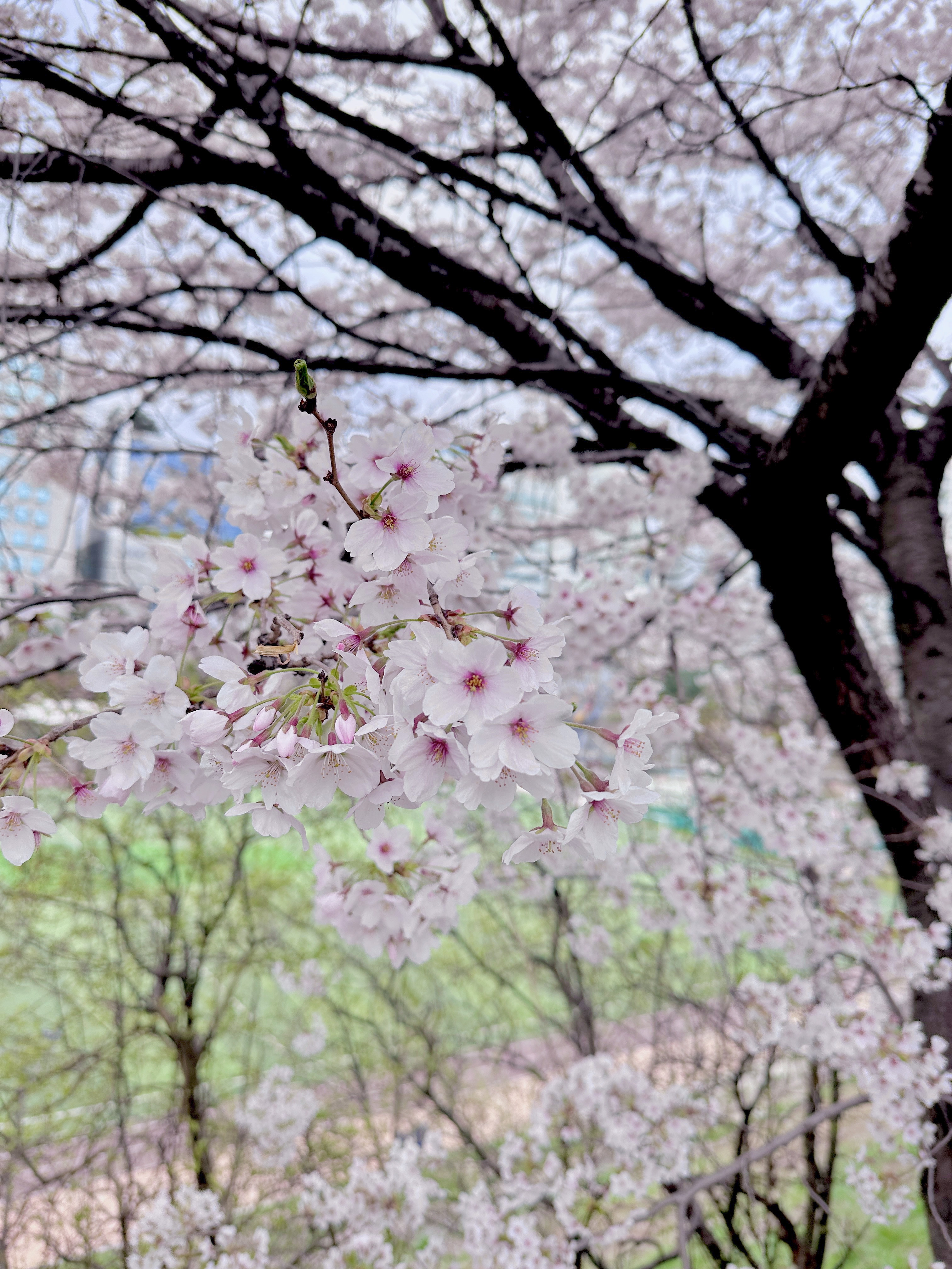 2025 벚꽃 개화시기 벚꽃데이트