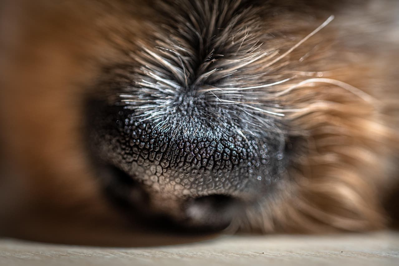 후각은 시각보다 먼저 진화했다: 가장 오래된 감각의 비밀