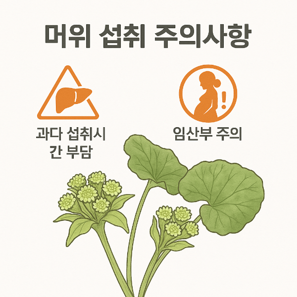 머위 부작용과 섭취 주의사항이 정리된 경고 인포그래픽