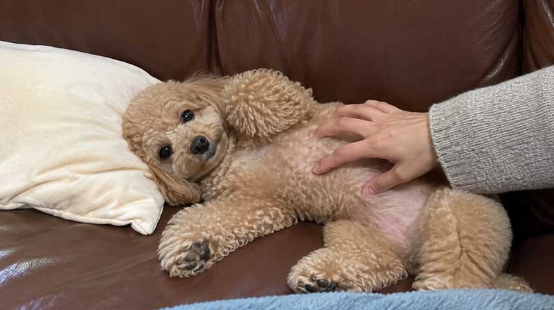 강아지의 배와 옆구리에 새로 생긴 혹이 있는지 부드럽게 확인하는 보호자