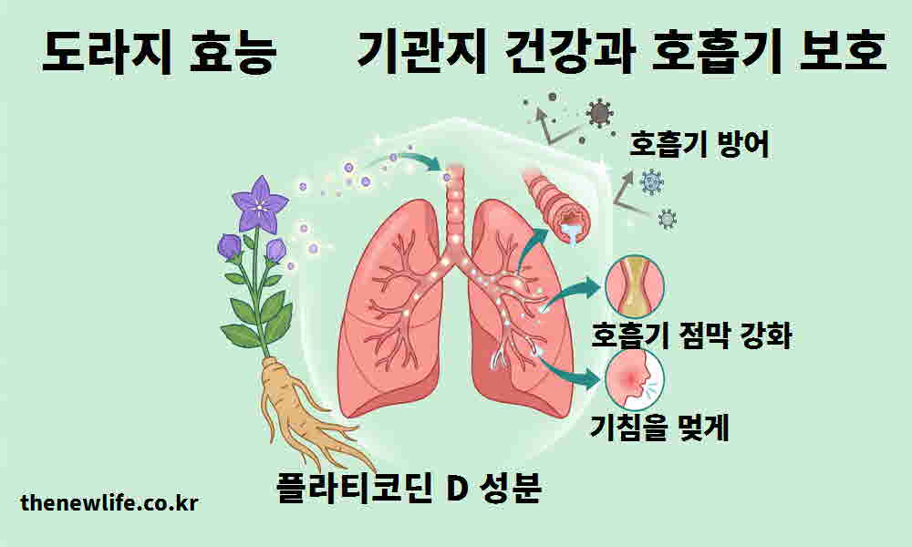 도라지 효능 기관지 건강 호흡기 보호