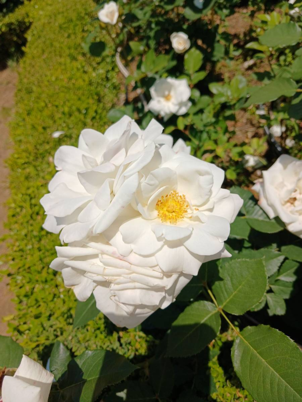 장미공원 화이트 장미