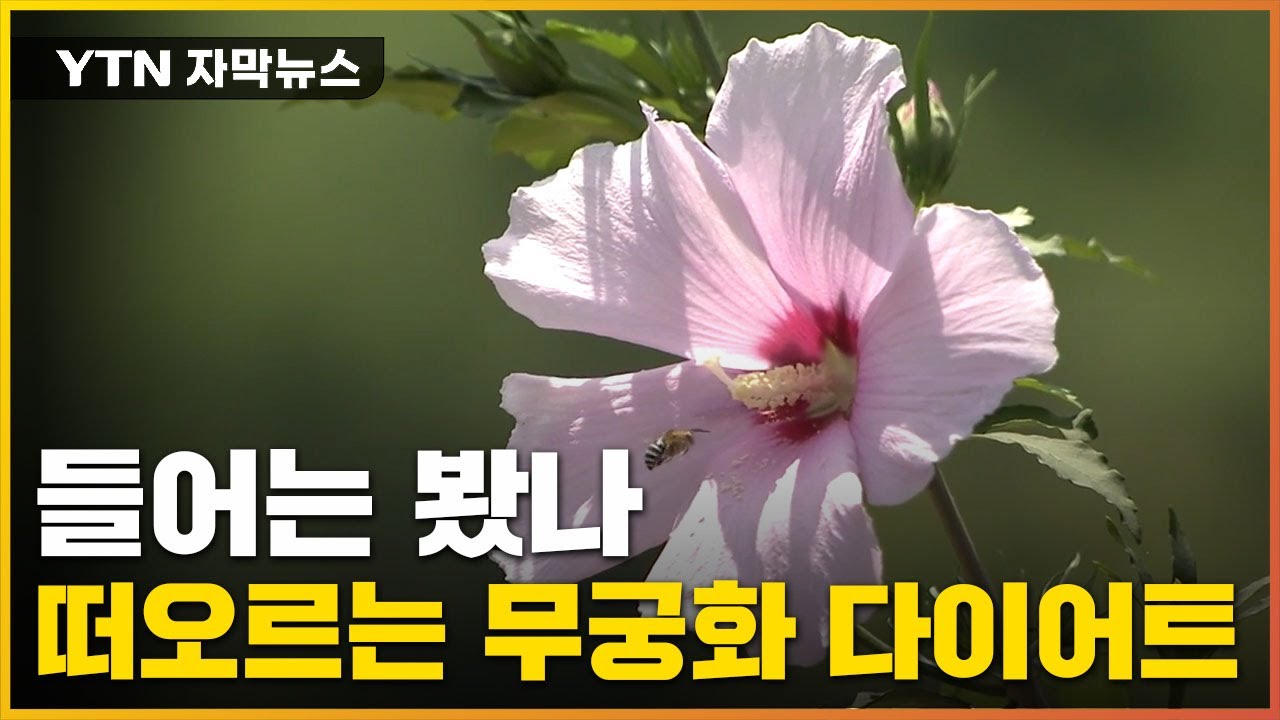 히비스커스보다 3배 더...? 새로운 효능 발견 / YTN
