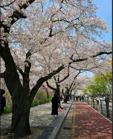 여의도 윤중로 벚꽃