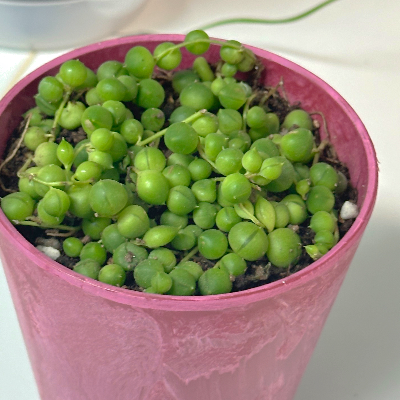 콩란 잘 키우는 법