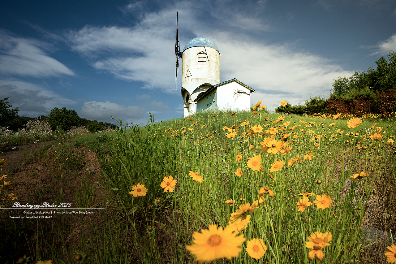 #황화코스모스 #코스모스 #엠플레이파크 #풍차 #꽃 #태안 #샤스타데이지