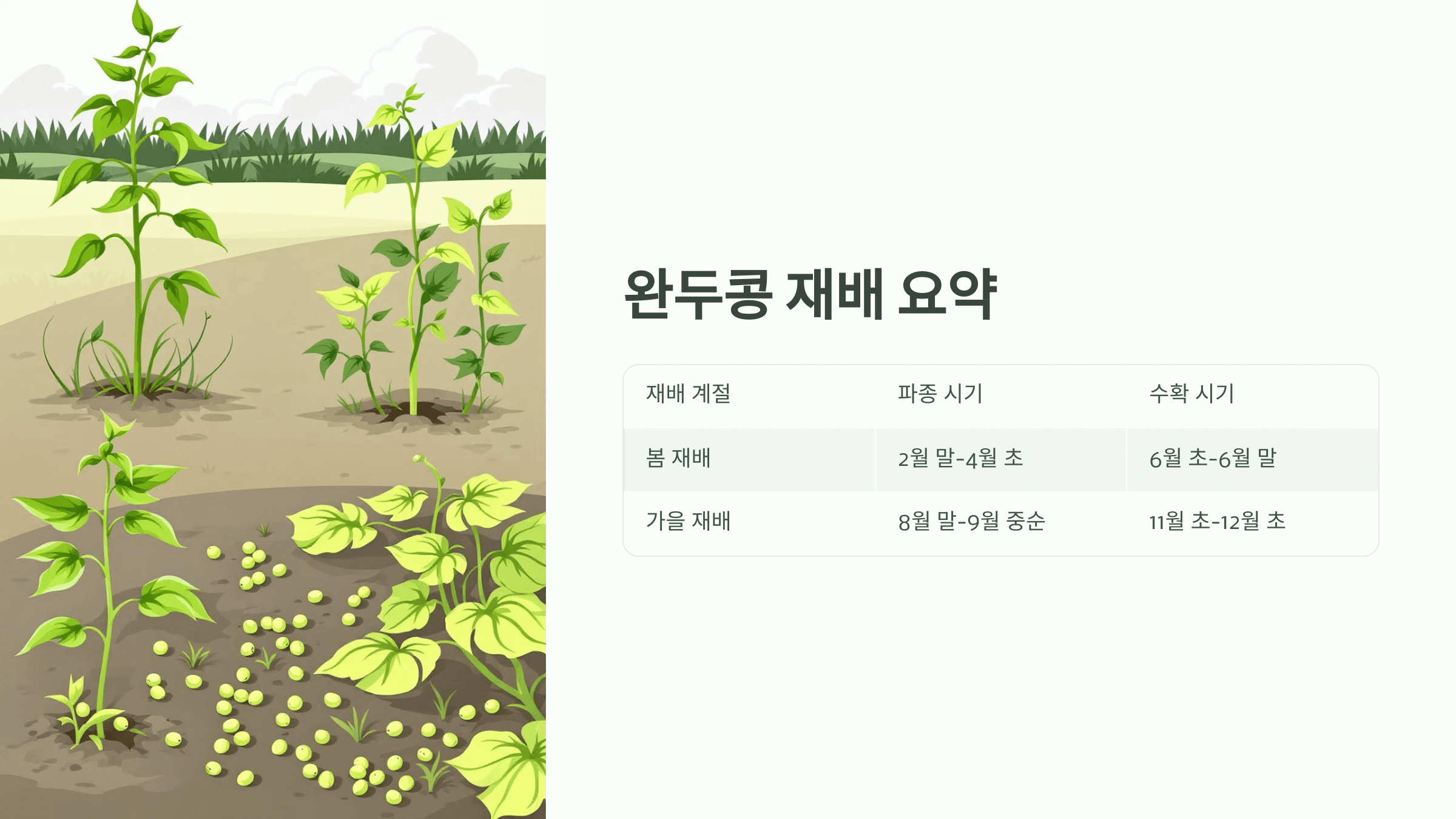 완두콩 사진입니다.