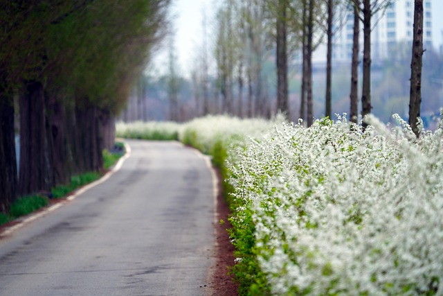 IoT 센서 네트워크를 활용한 도시 나무 상태 실시간 모니터링
