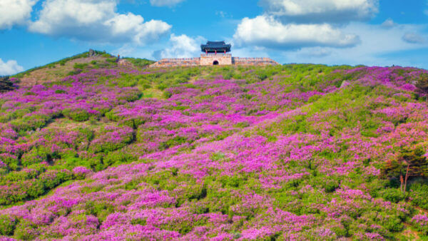 산청 황매산 철쭉제