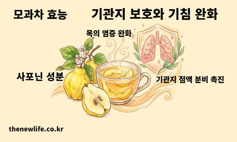 모과차 효능 기관지 보호 기침 완화