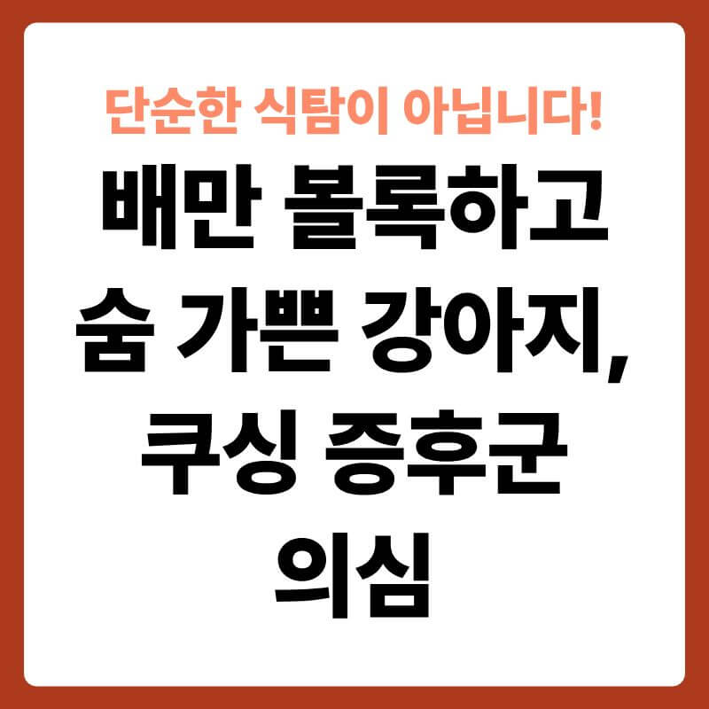 밝은 거실 바닥에 다리는 가늘고 배만 동그랗게 부풀어 오른 채 서서 숨을 헐떡이고 있는 노령견 시츄의 모습. 강아지의 부신 부위(등 뒤쪽 양옆)에서 노란색 호르몬 신호가 방사형으로 퍼져나가며 머리 속 뇌에 번개 모양의 스트레스 마크가 생성되는 모습을 표현한 시각 그래픽 이미지