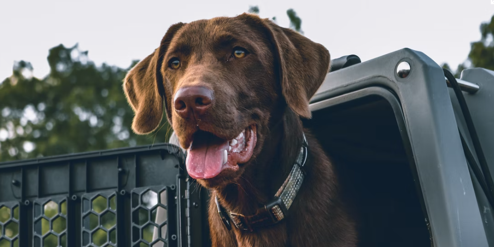 강아지 침흘리는 이유 8