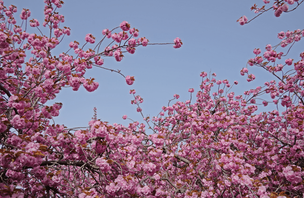 경주 벚꽃 개화시기
