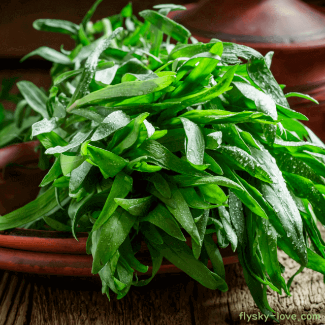 위에 좋은 타라곤(tarragon)