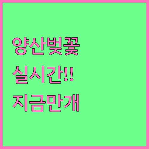 2026 양산 벚꽃 실시간 개화 정보..