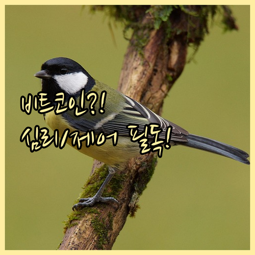 비트코인 변동성 지표 확인 시장 심리..