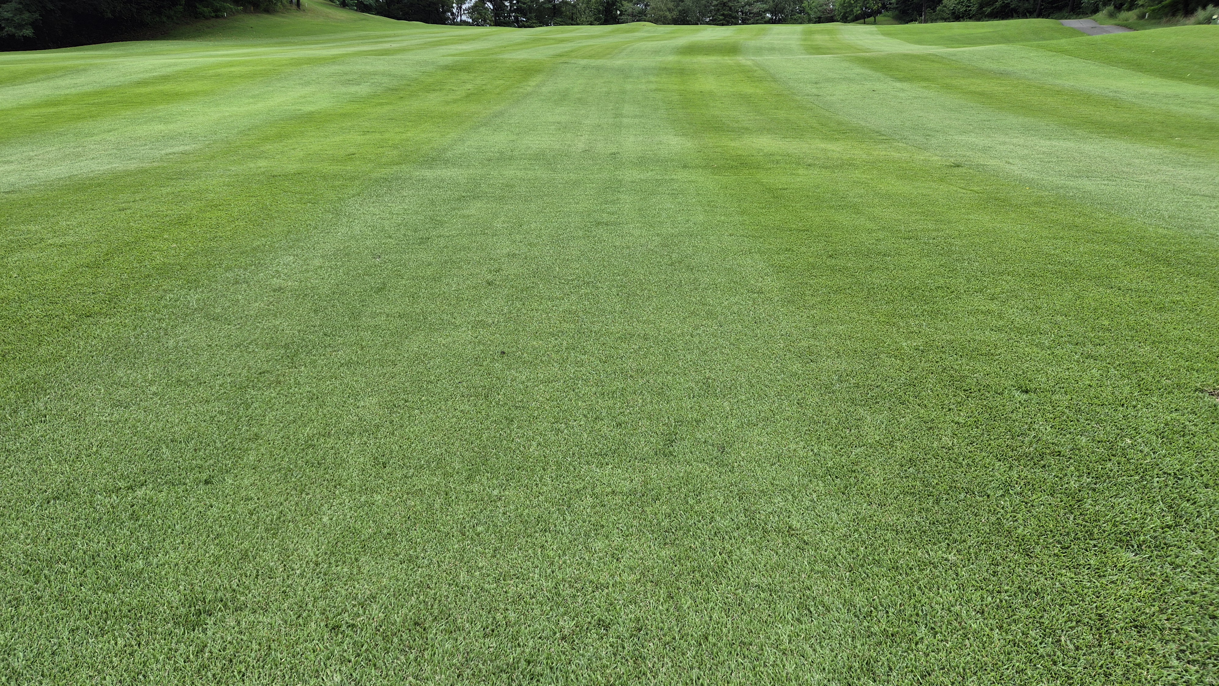 뉴서울cc 예술in-문화in 코스 라운드 후기