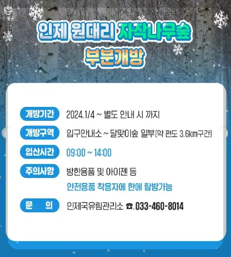 인제 자작나무 숲 부분 개방 구역