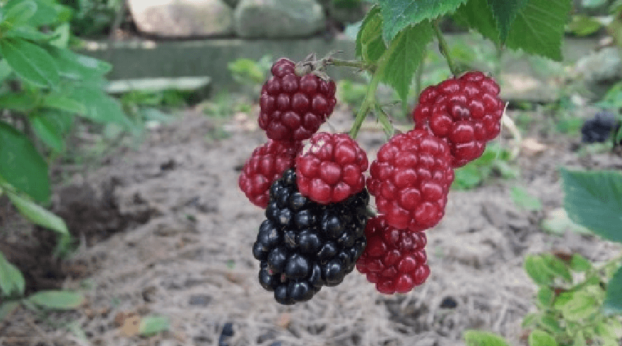 빨강과 검은색으로 열려 있는 복분자 열매