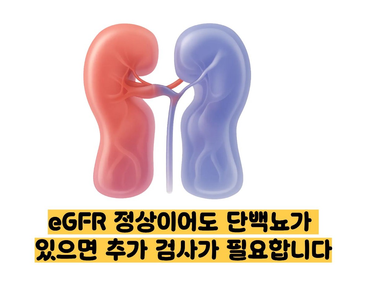 egfr 정상수치
