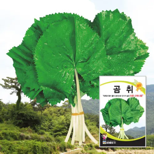 곰취 먹는방법 쌈 무침 장아찌 만드는법 요리 데치는방법_1