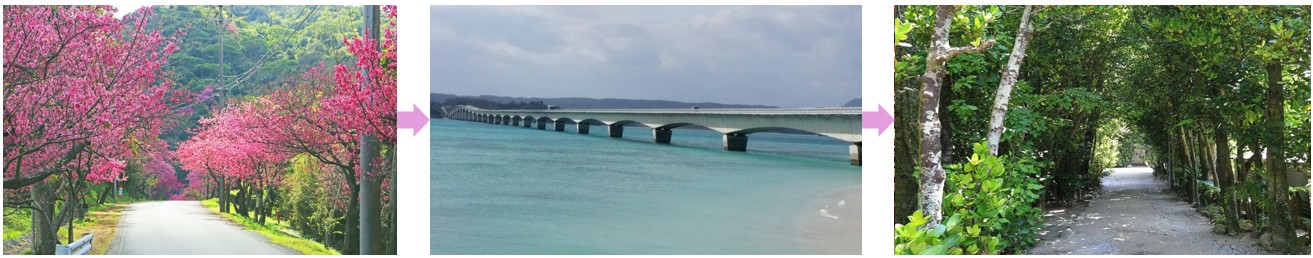 야에다케산 벚꽃 드라이브