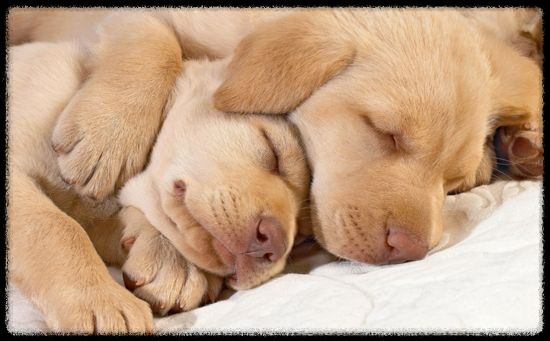 강아지의 수면 시간: 초보 반려견주를 위한 가이드