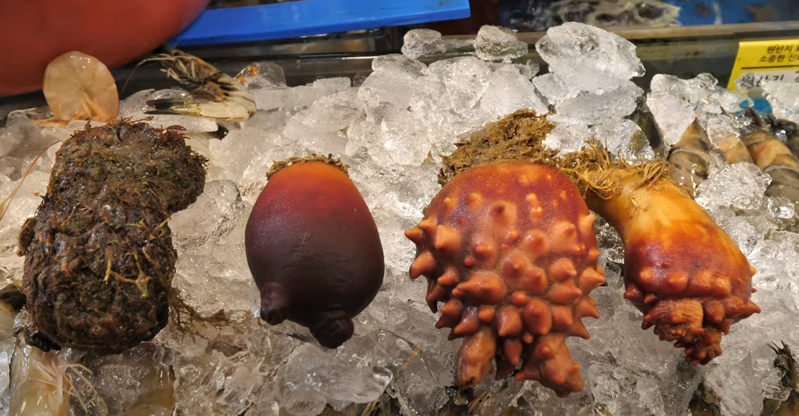 한국산 국내산 멍게 일본산 구별 구분 방법