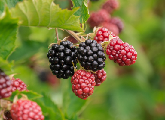 비타민B12가 많은 음식