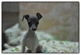 전 세계에서 가장 비싼 강아지 TOP20 몸값 높은 명품견 총정리 안내_23