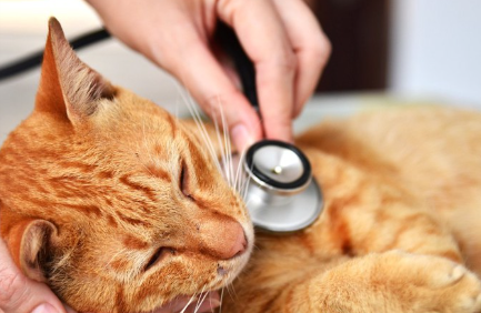 병원에서 진찰을 받는 갈색 호랑이 고양이.