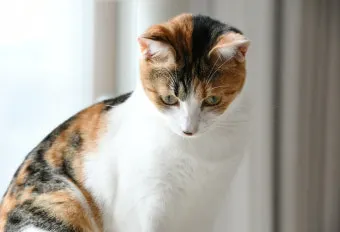 고양이 햇빛 화상 증상, 예방법, 치료_33