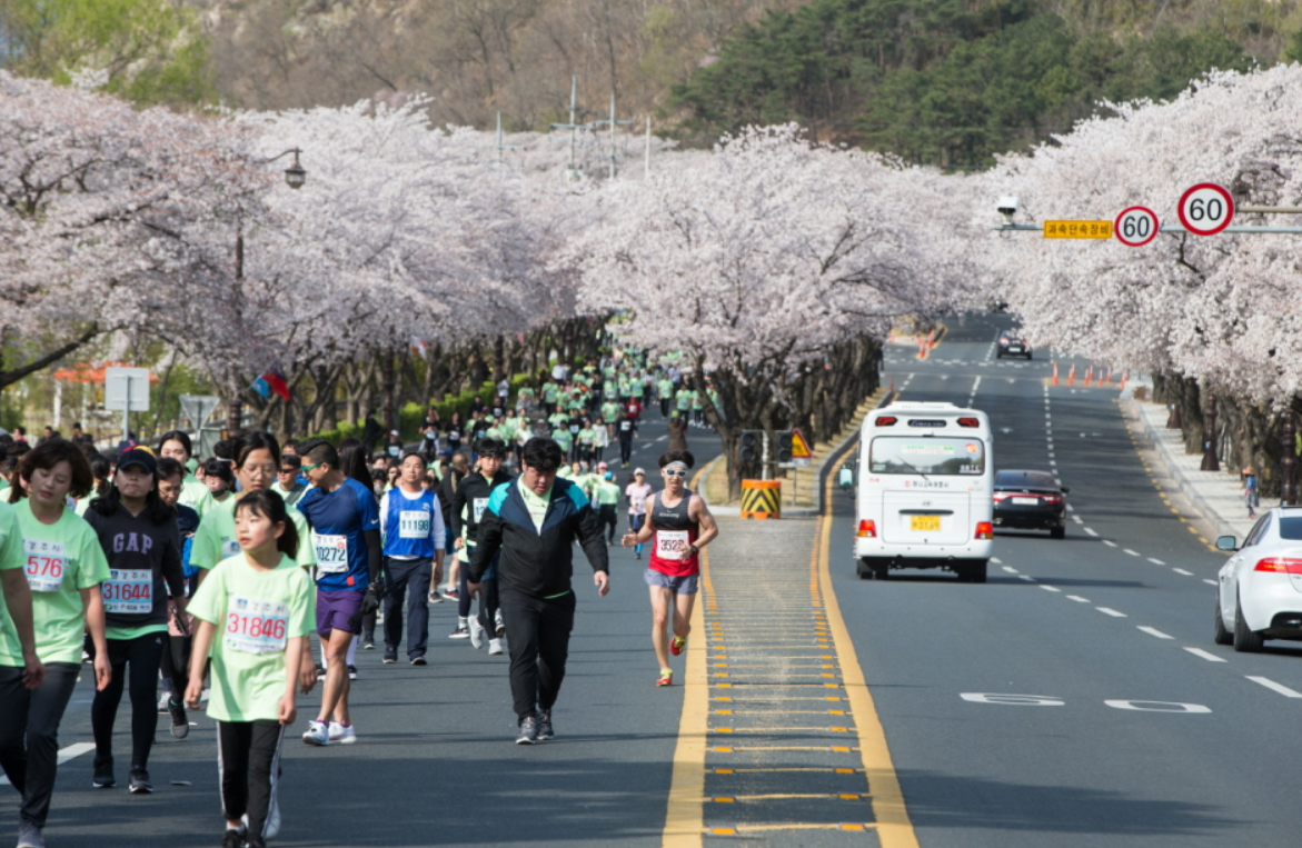 경주 벚꽃 마라톤 대회