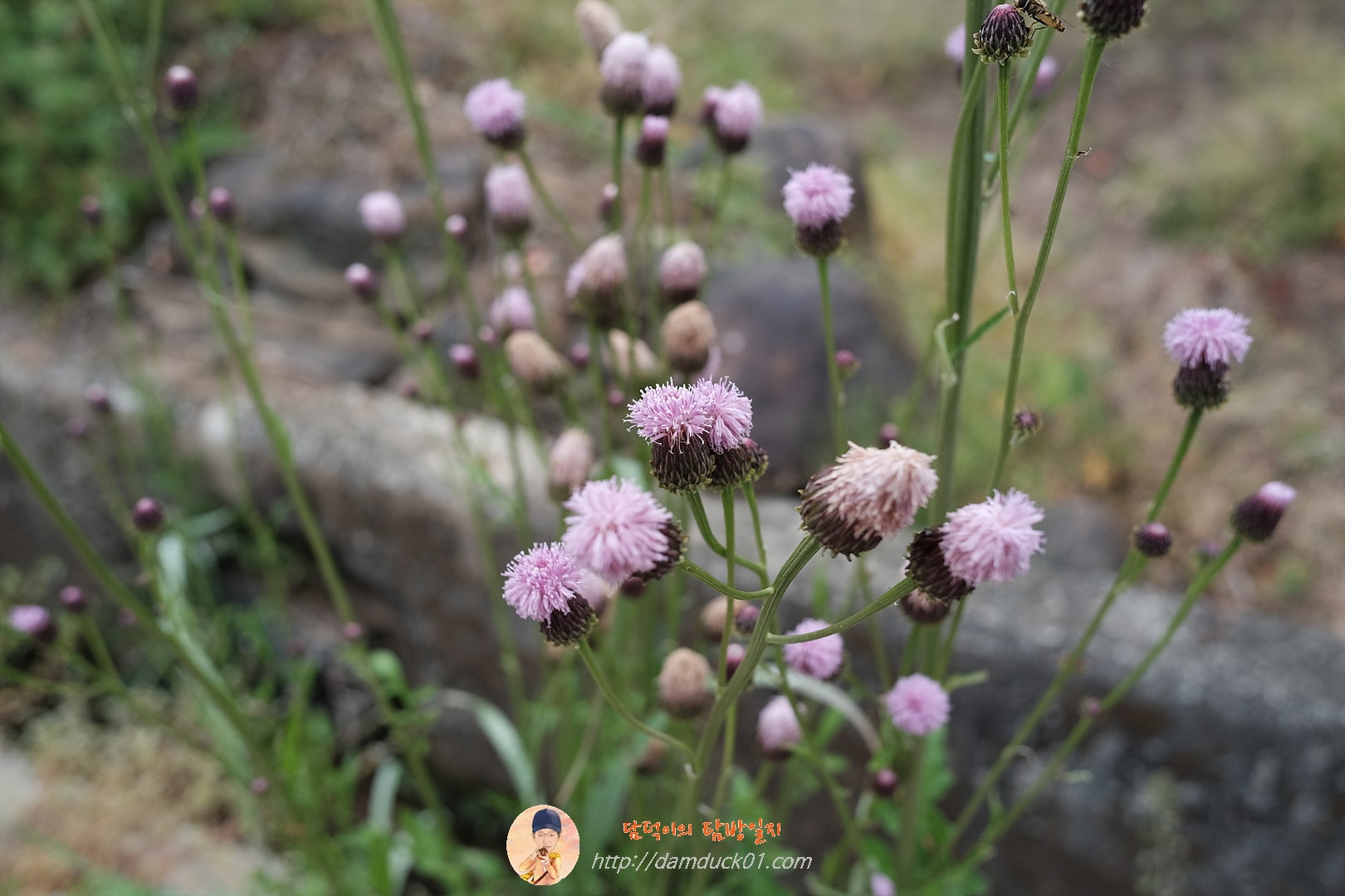 죽록정사, Jukrokjungsa stay(Korean traditional style house)