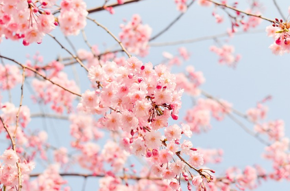 2025년 벚꽃축제 취소 및 축소운영 지역