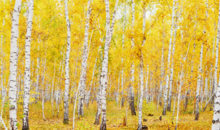 거실 풍수 인테리어｜재물복을 부르는 인기 액자 5가지