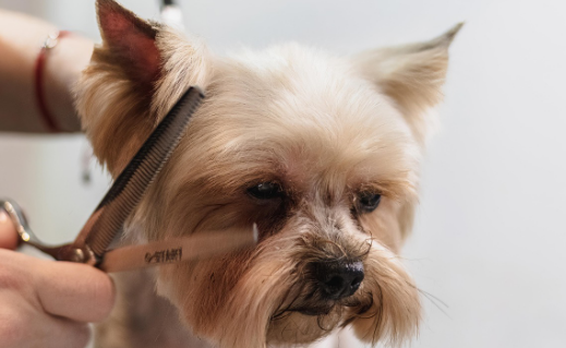 2026 반려동물 등록비 / 유기동물 입양비 지원금 안내 