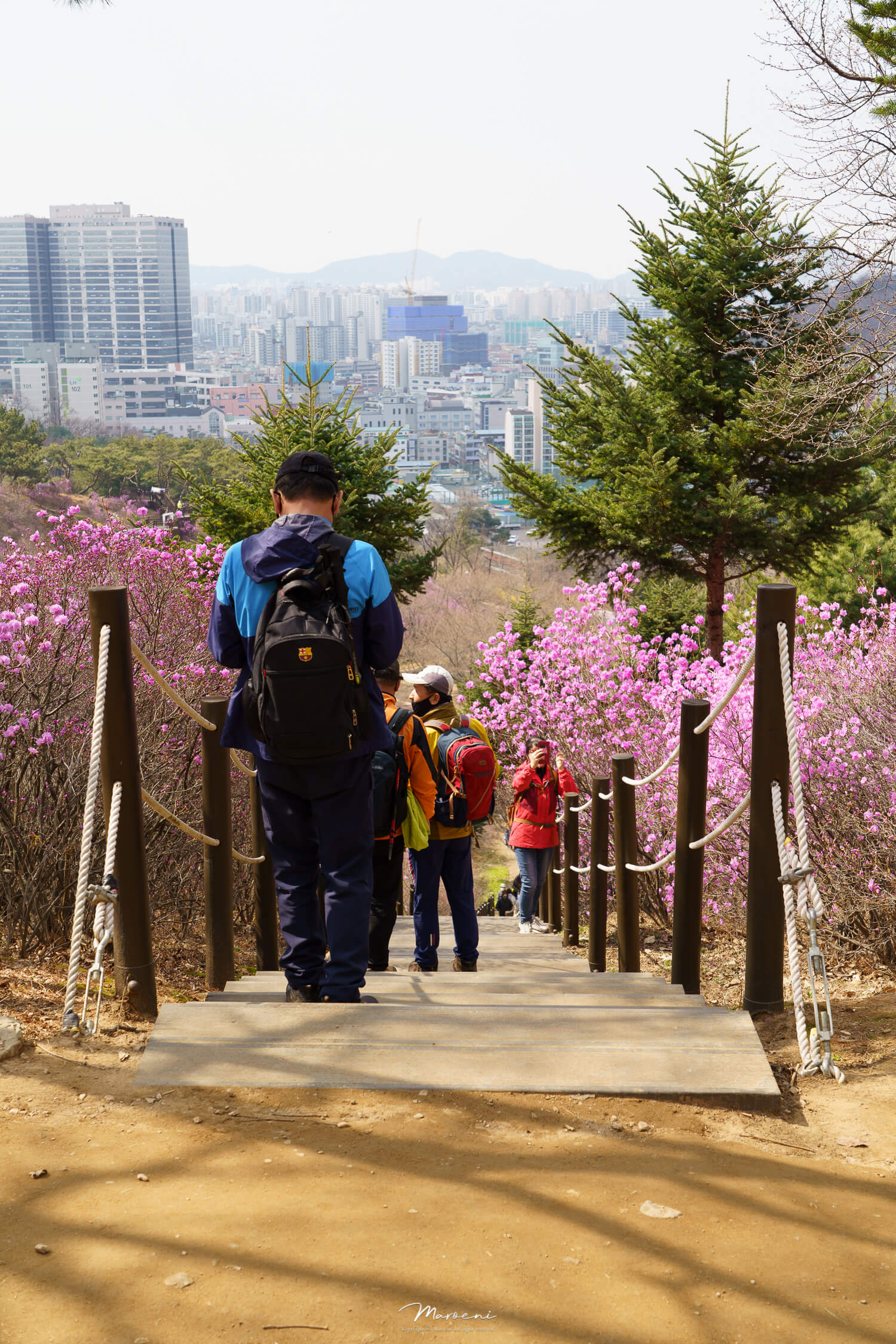 원미산 진달래축제