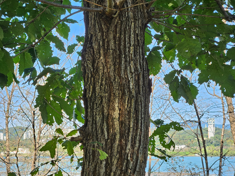 갈참나무 수형1
